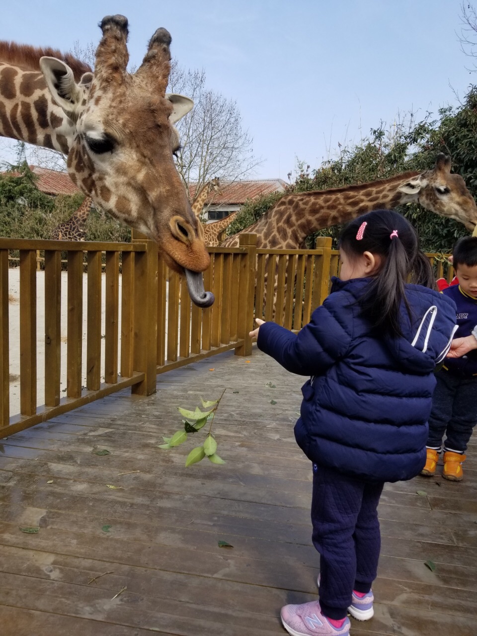 小朋友逛动物园图片