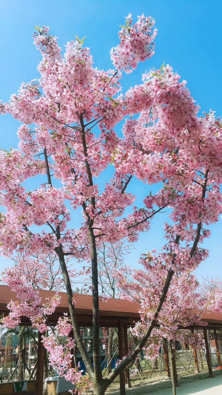 绵阳樱花谷照片图片