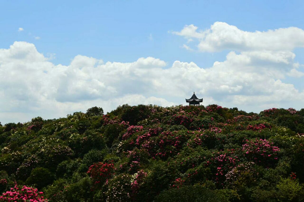 百里杜鵑風景區