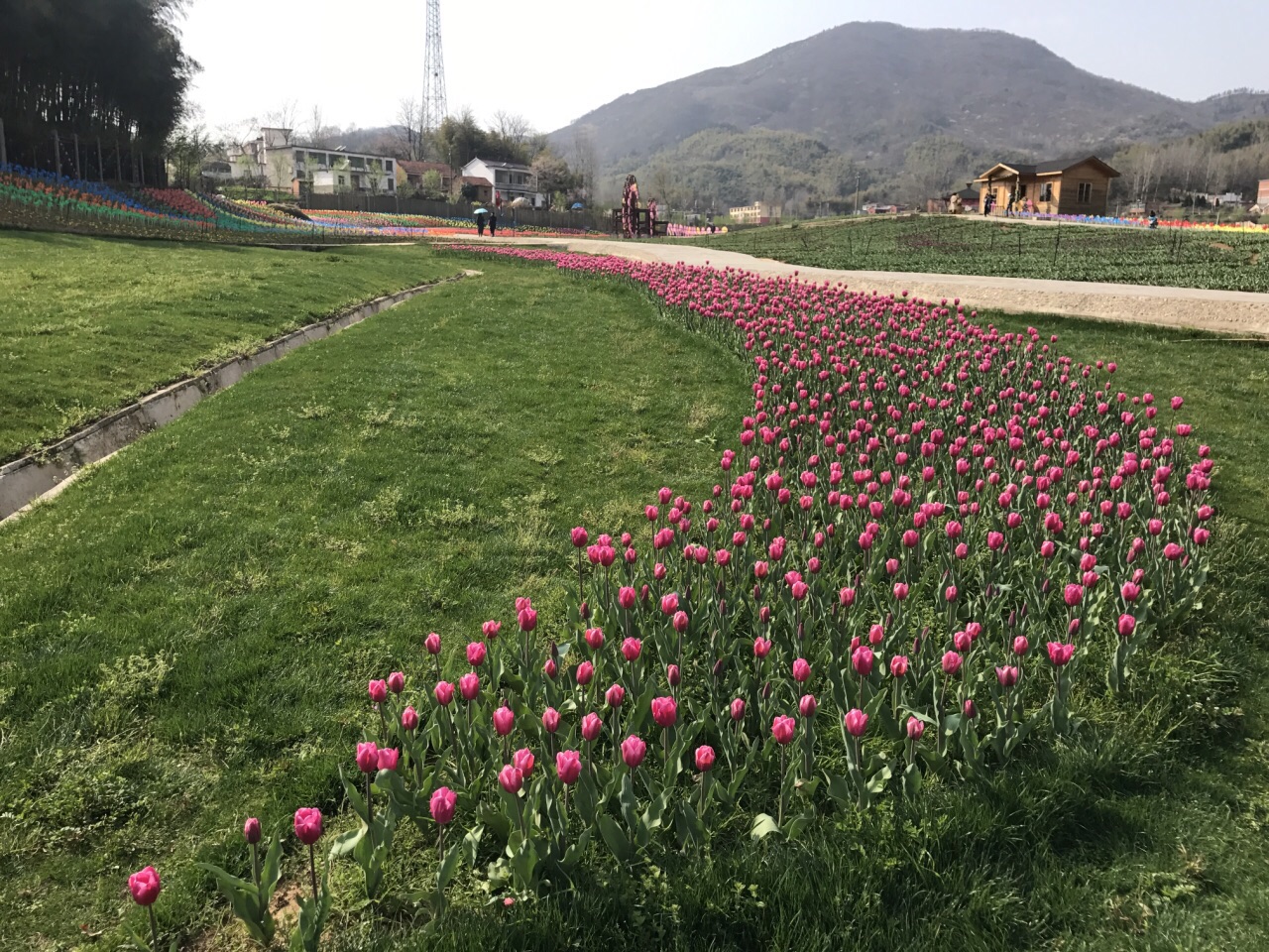 千万慢点 我去的花千谷 门票50,里面的郁金香开的真好 去了茶山 明前