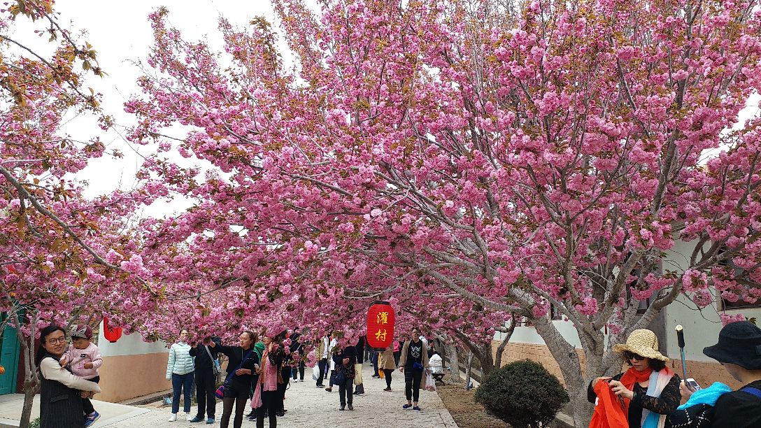 萊陽濯村櫻花小鎮