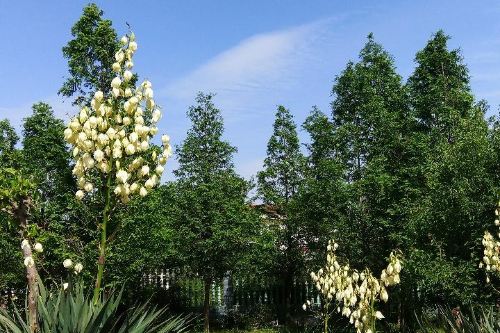 临漳植物园 分