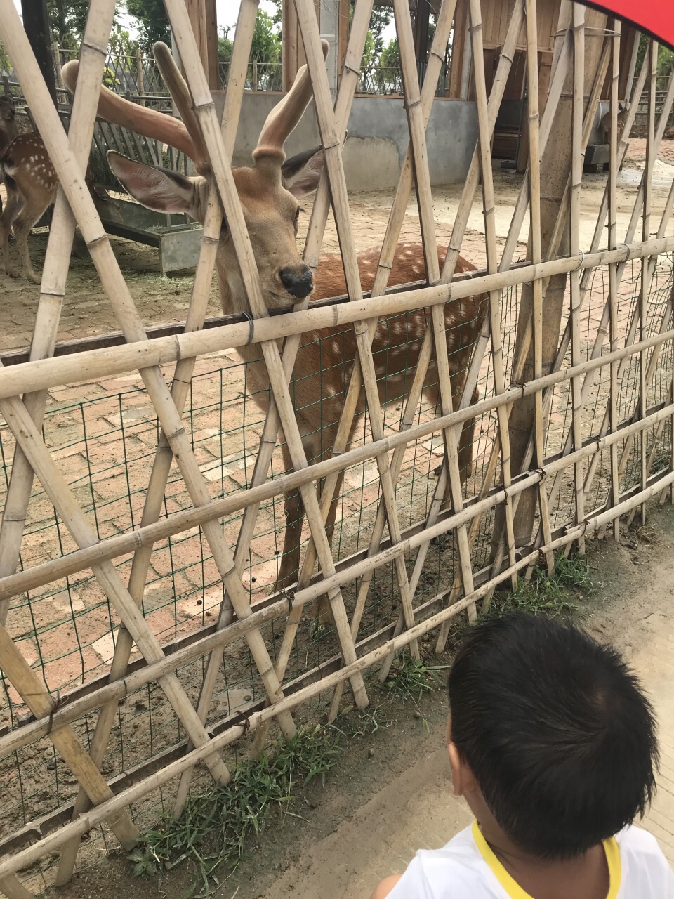 【攜程攻略】宿州宿州野生動物園景點,野生動物園面積很大適合租車