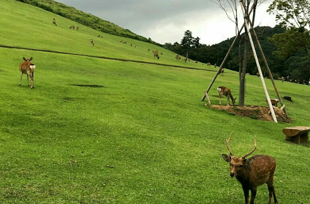 【携程攻略】奈良若草山好玩吗,奈良若草山景点怎么样_点评_评价