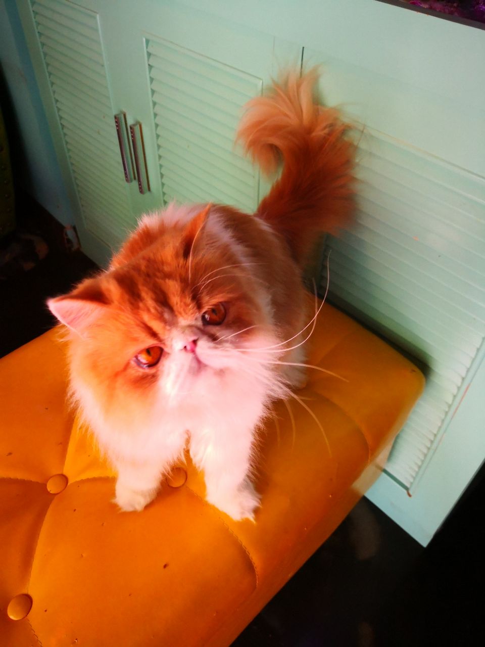 2023摩卡奶茶都是猫咖啡馆美食餐厅,.猫咪咖啡店,里面有很多可.