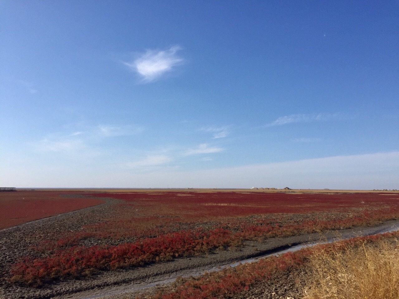 【攜程攻略】盤錦盤錦紅海灘風景區景點,盤錦紅海灘面積很大 樹木少