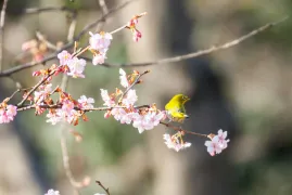 4-Day Hangzhou Tour: Journey Through History from Leifeng Tower to Songcheng Park