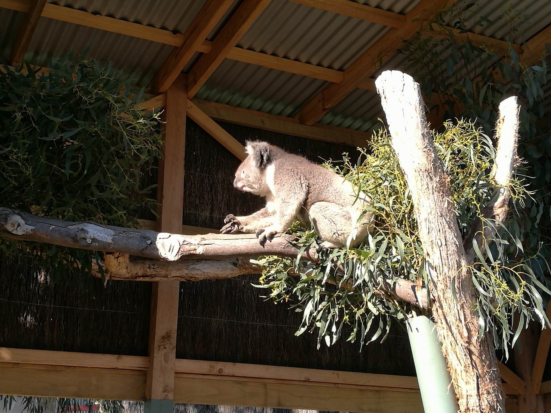 不出远门也可观赏野生袋鼠！墨尔本近郊看袋鼠九个公园推荐 - 澳洲生活网