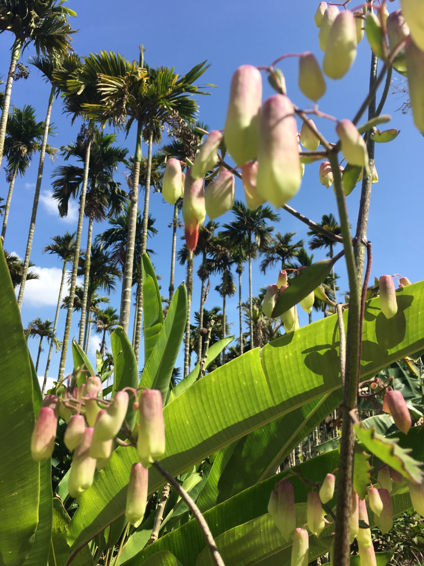 樹上鮮農場芒果採摘園