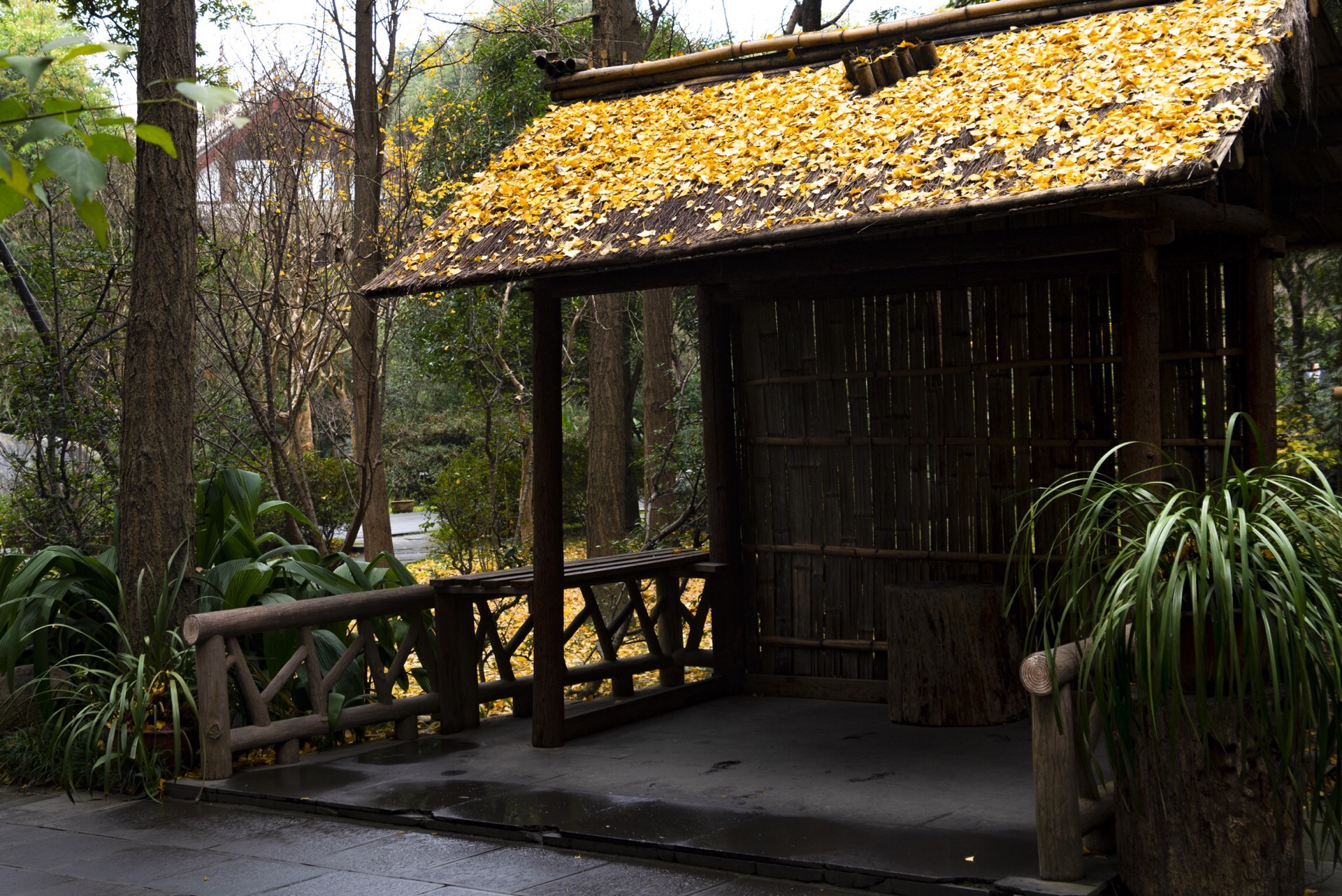 小桥流水竹林树丛中的一个黄泥土墙茅草屋顶的小院典型的川西民居古风