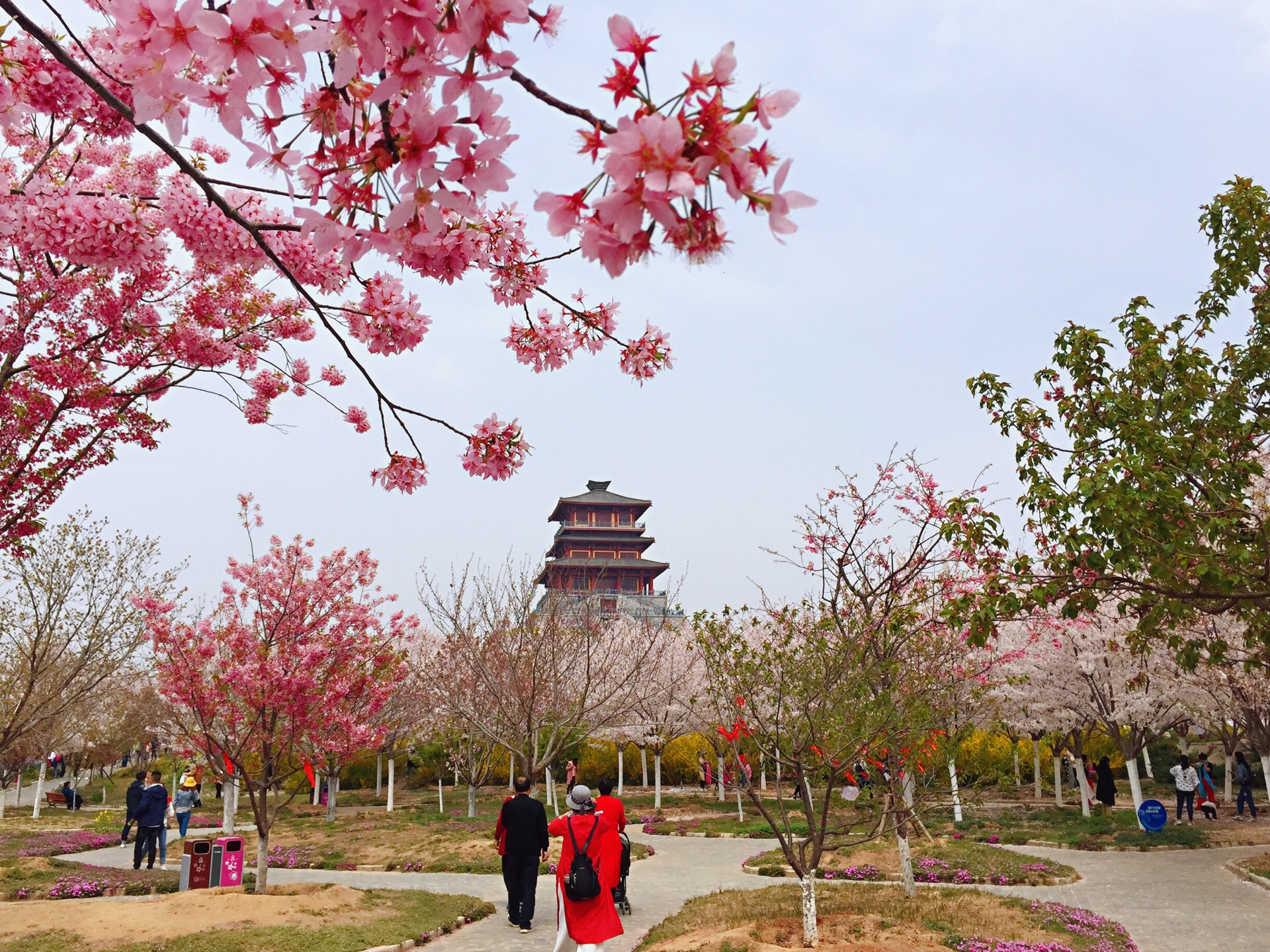 优享资讯 | 少见，上海辰山植物园的河津樱开花了，但今年“花叶同放”