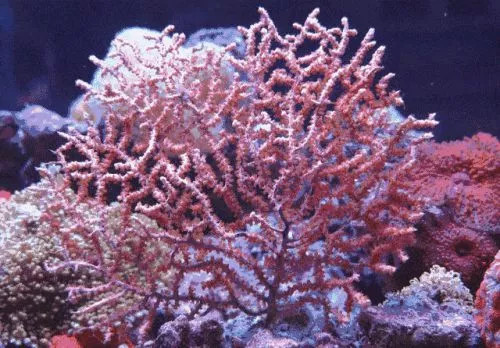 史前神兽 粉红沙滩 神秘沉船 国人鲜知的隐世小岛 离我们只有5小时的飞行距离 巴拉望游记攻略 携程攻略