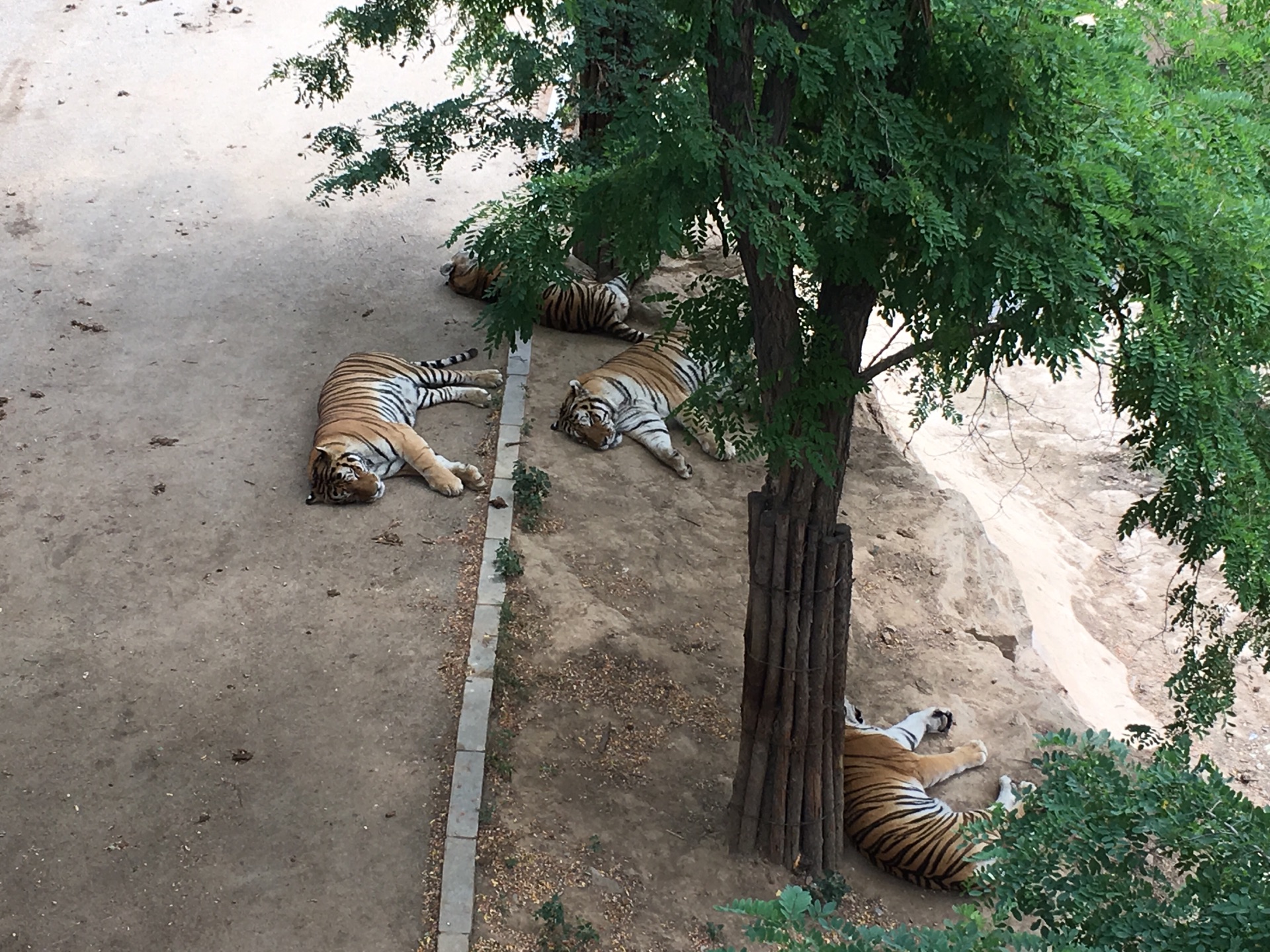 【攜程攻略】大連大連森林動物園景點,森林動物園比較大,建議遊玩者