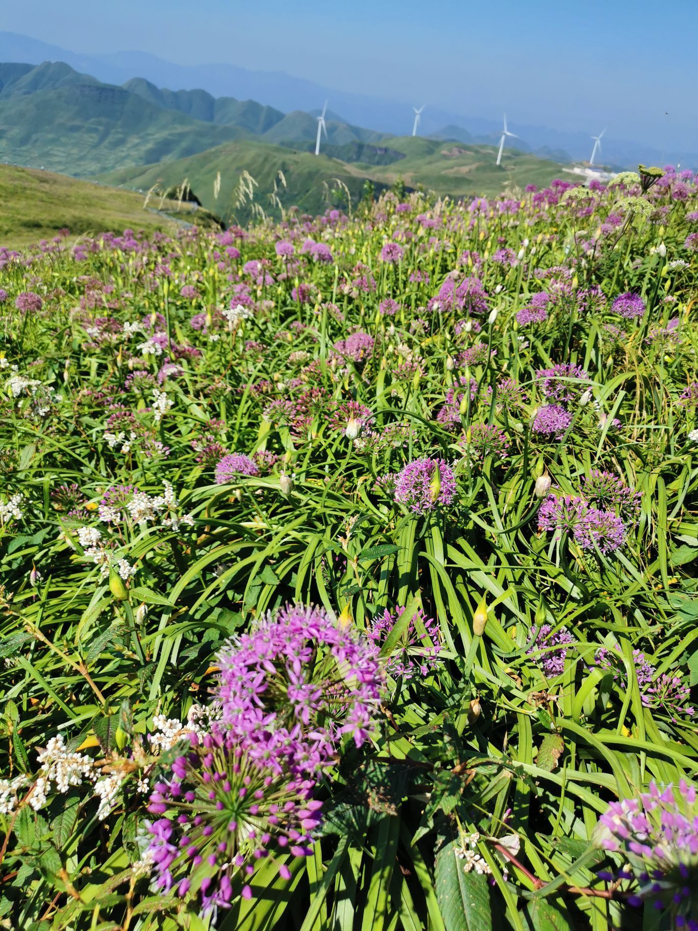 畢節韭菜坪攻略,畢節韭菜坪門票/遊玩攻略/地址/圖片/門票價格【攜程