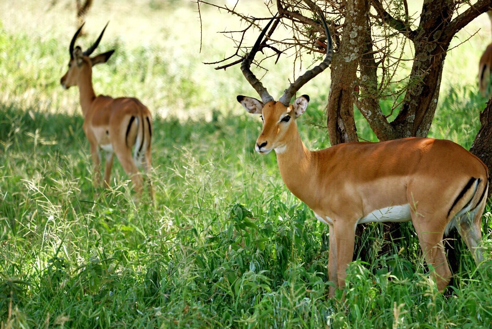 阿鲁沙国家公园