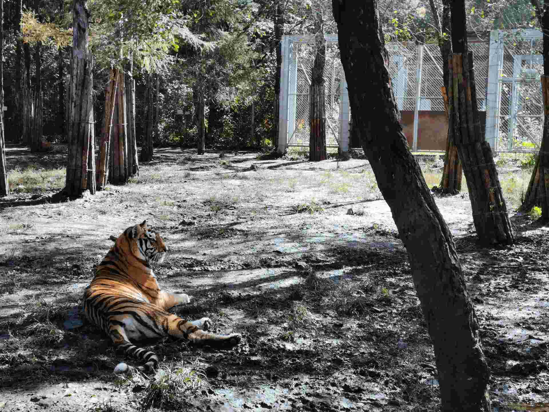 【携程攻略】长春吉林省东北虎园景点,虎园的趣味性很好，门口有很多关于虎的成语，里面老虎都是散养，人关…