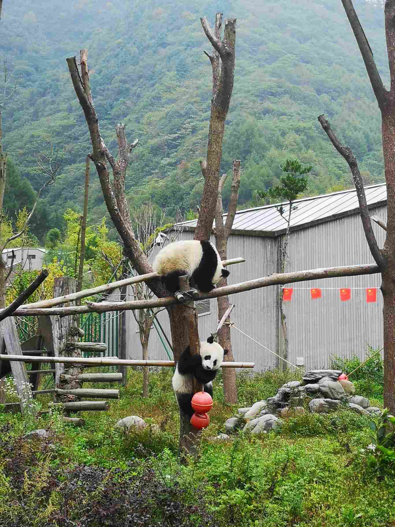 臥龍中華大熊貓苑神樹坪基地