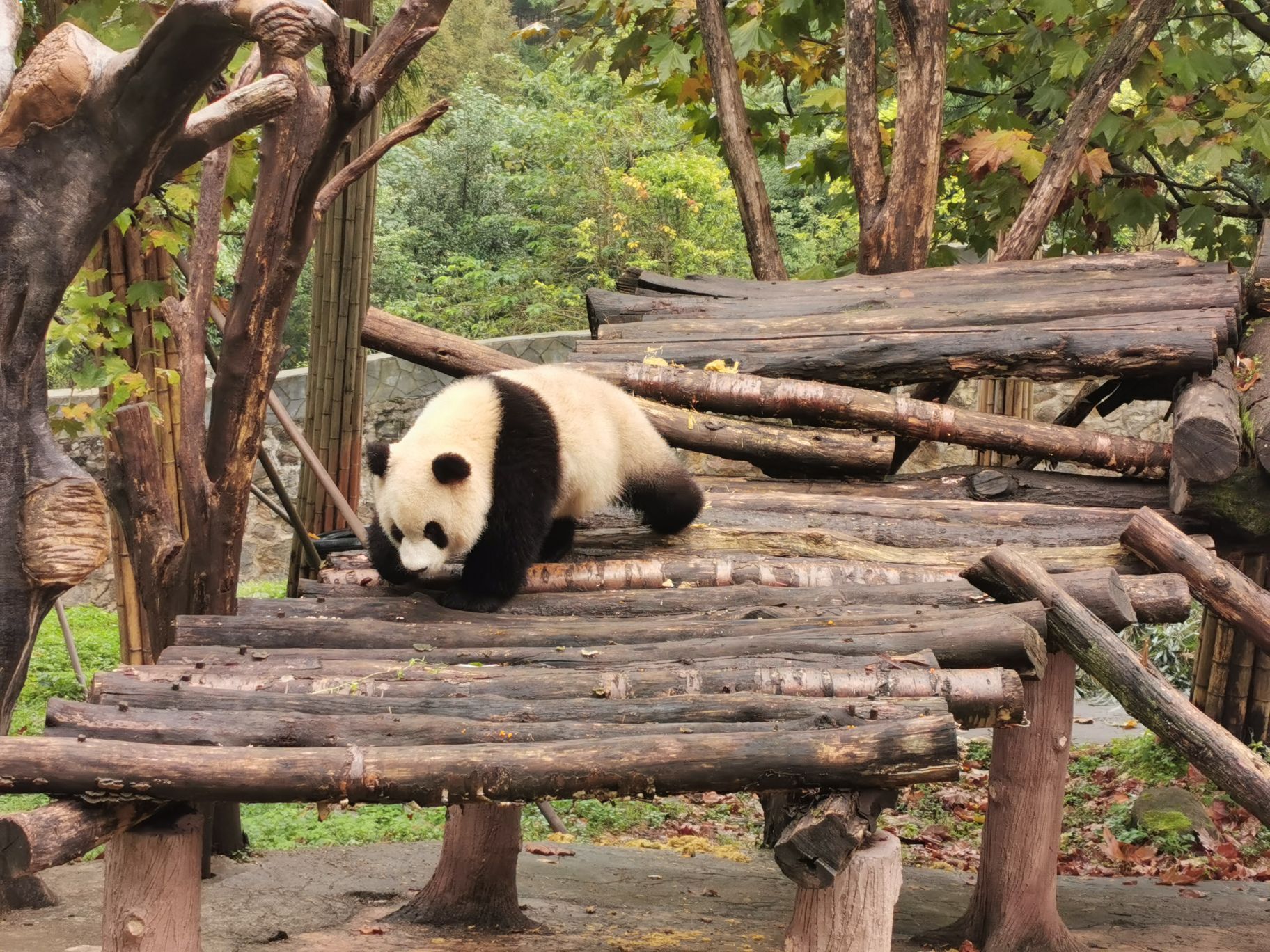 必应壁纸 20210316 大熊猫幼崽 雅安碧峰峡基地 - 哔哩哔哩