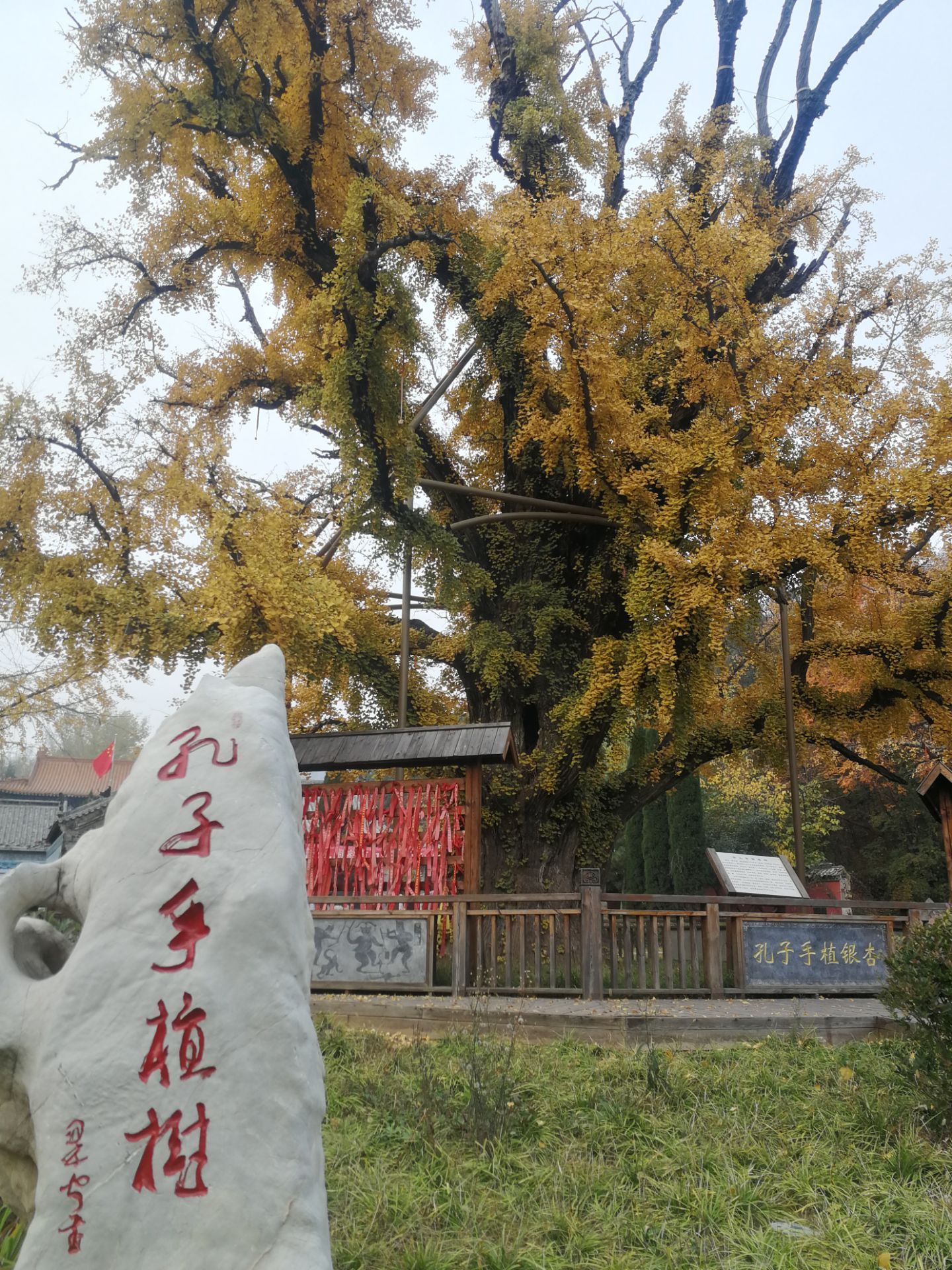 安山寺银杏树图片