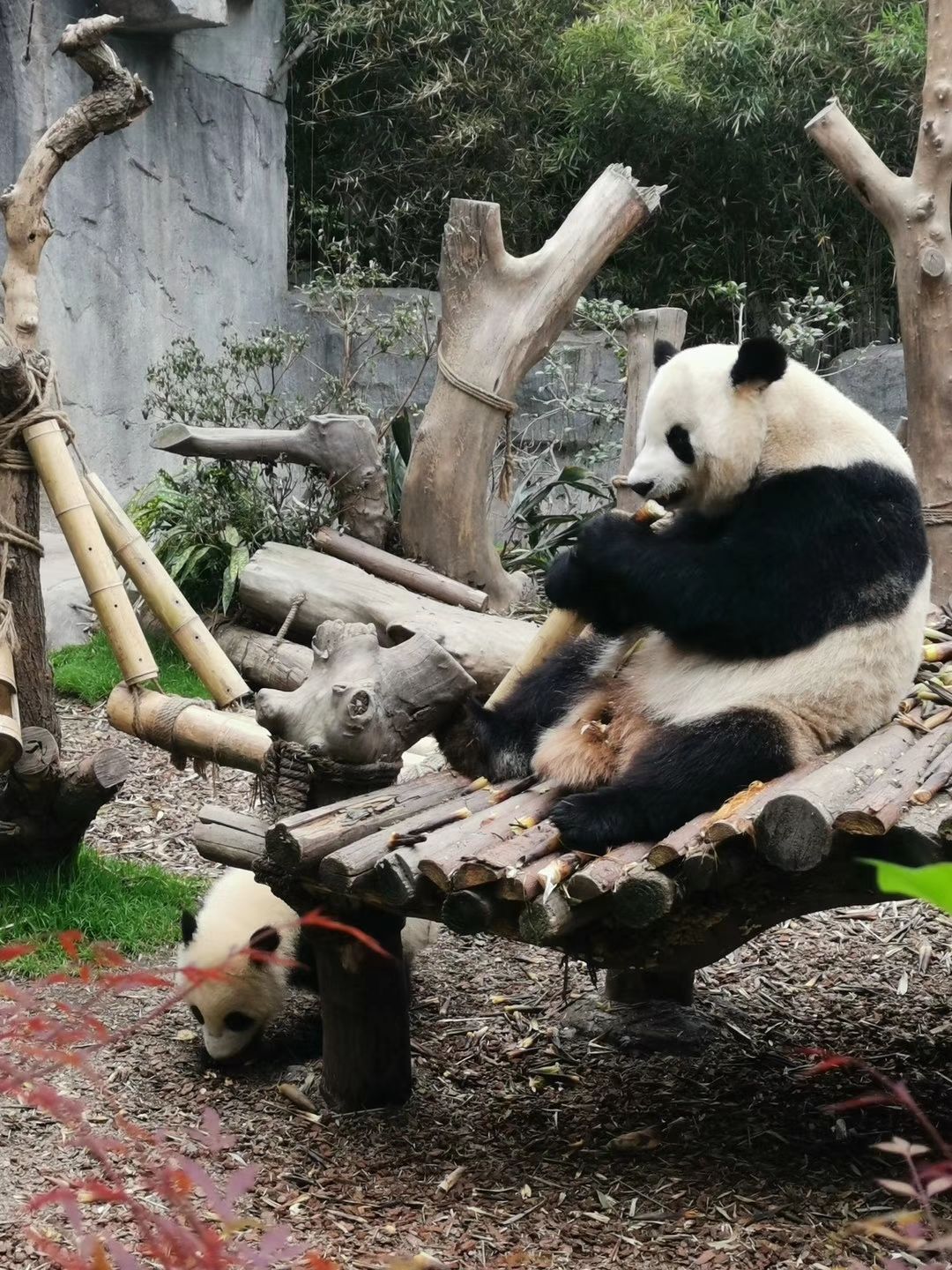 大熊猫 - 都江堰景点 - 华侨城旅游网