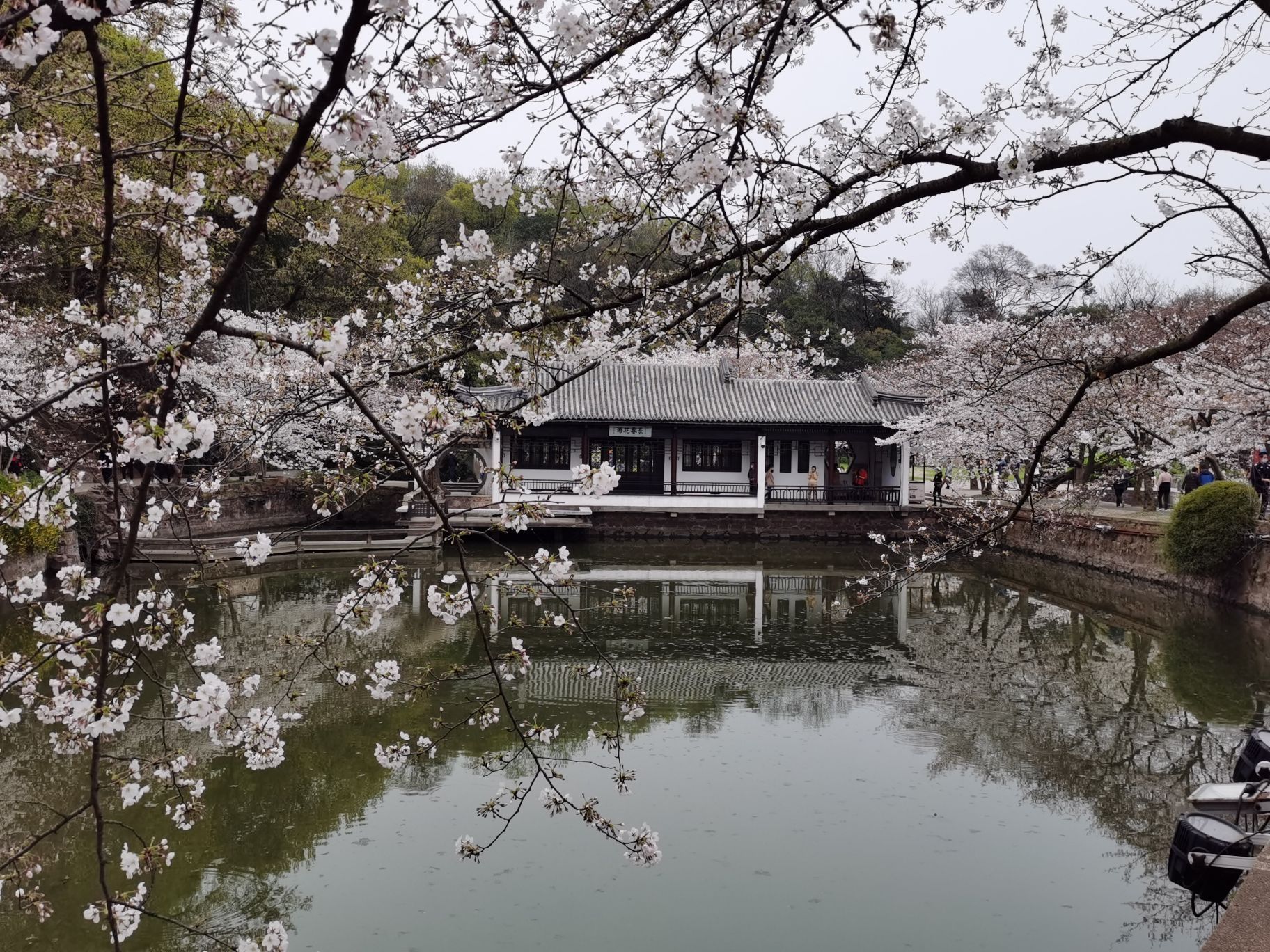 宁德市樱花山庄图片