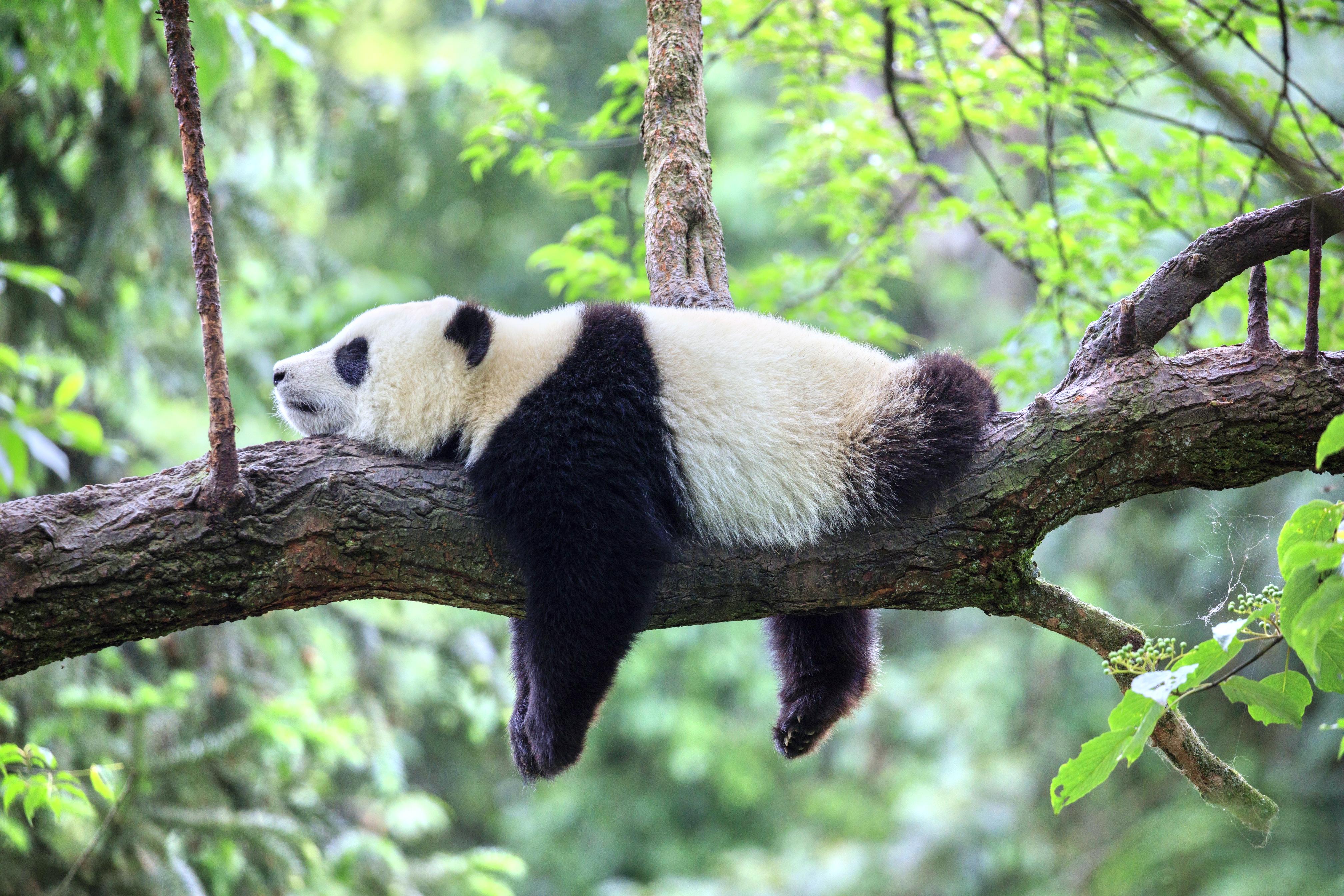 碧峰峡旅游攻略（雅安碧峰峡，到天然氧吧避暑纳凉，看萌萌的大熊猫） | 说明书网