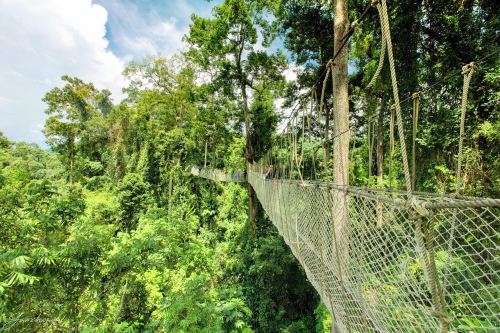 西双版纳野象谷景区-高架栈道