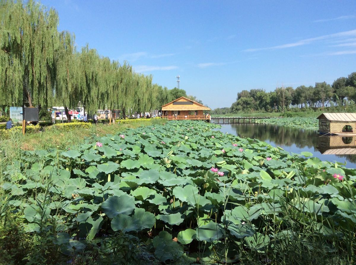 最好不要自己去,一来你不知道哪里可玩,二来可以省钱我是白洋淀边长大
