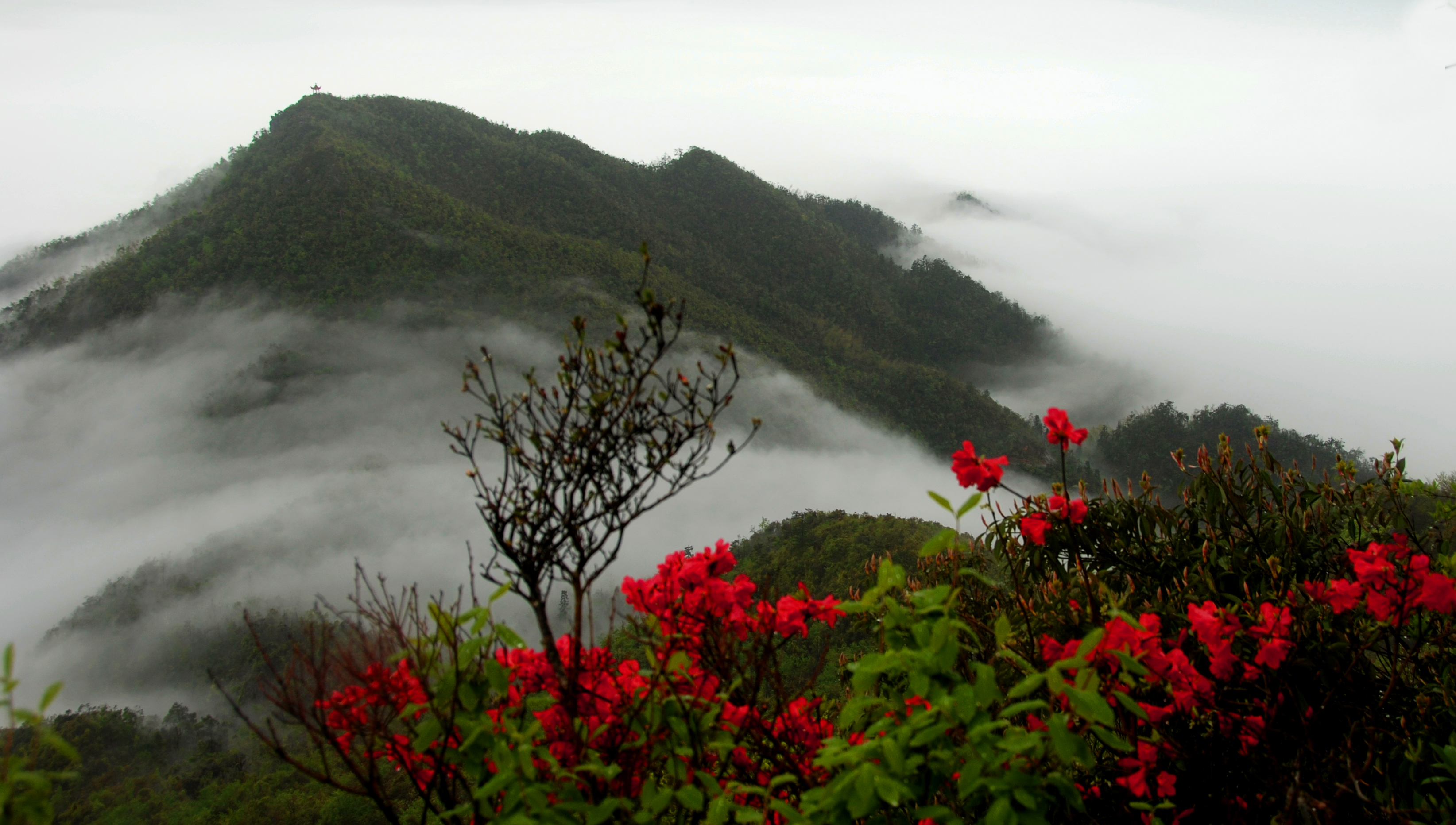 阳山南岭国家森林公园图片