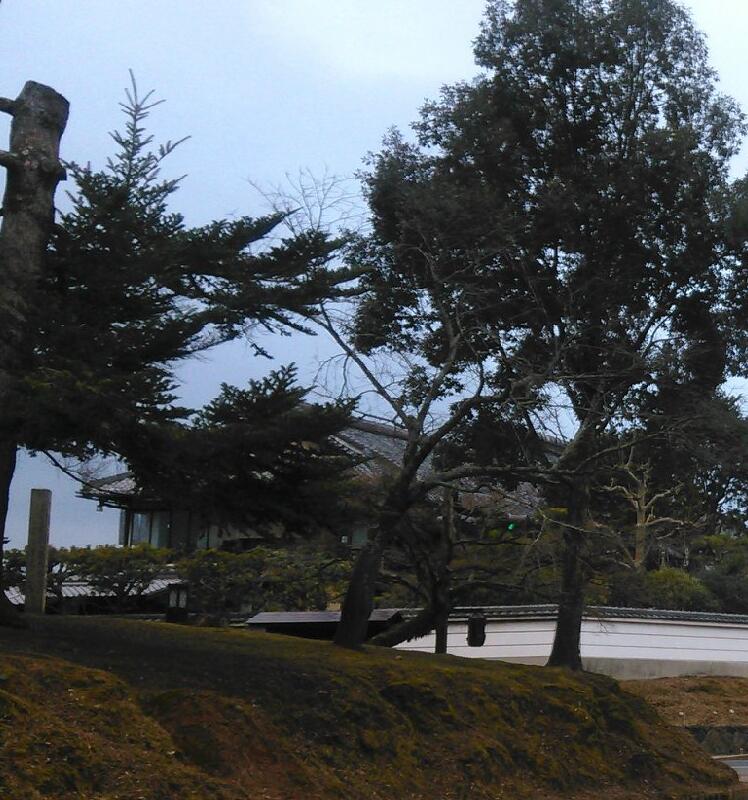 奈良春日山原始林图片