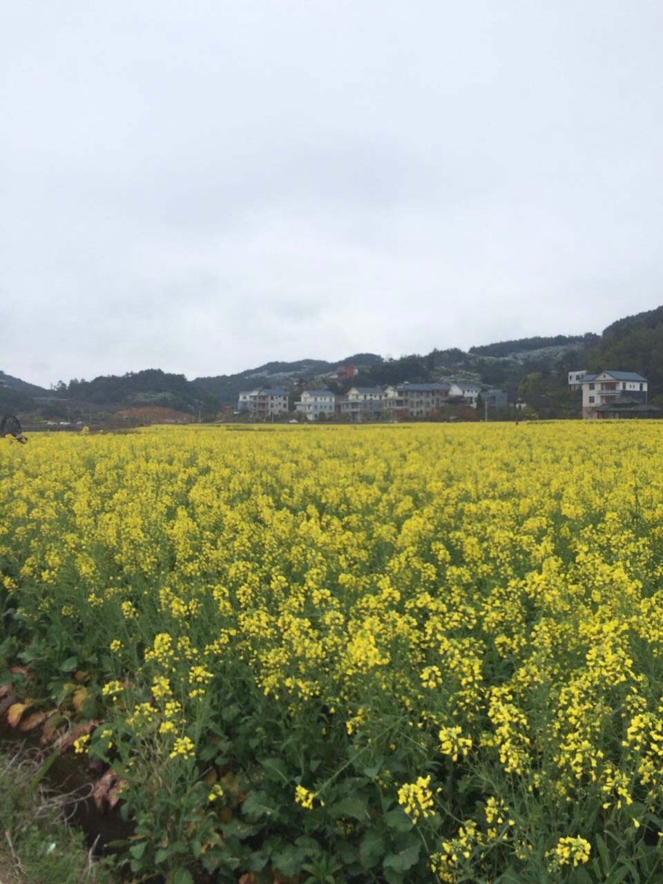 坪盘村油菜花