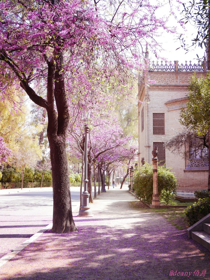 西班牙圣周 巴塞罗那 塞维利亚与科尔多瓦