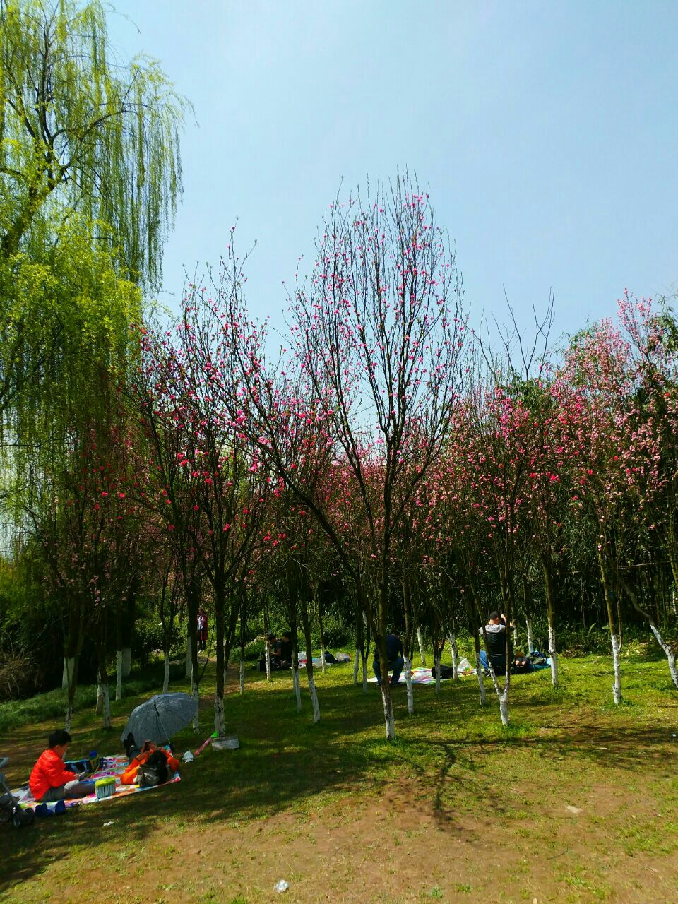 鸿恩寺森林公园