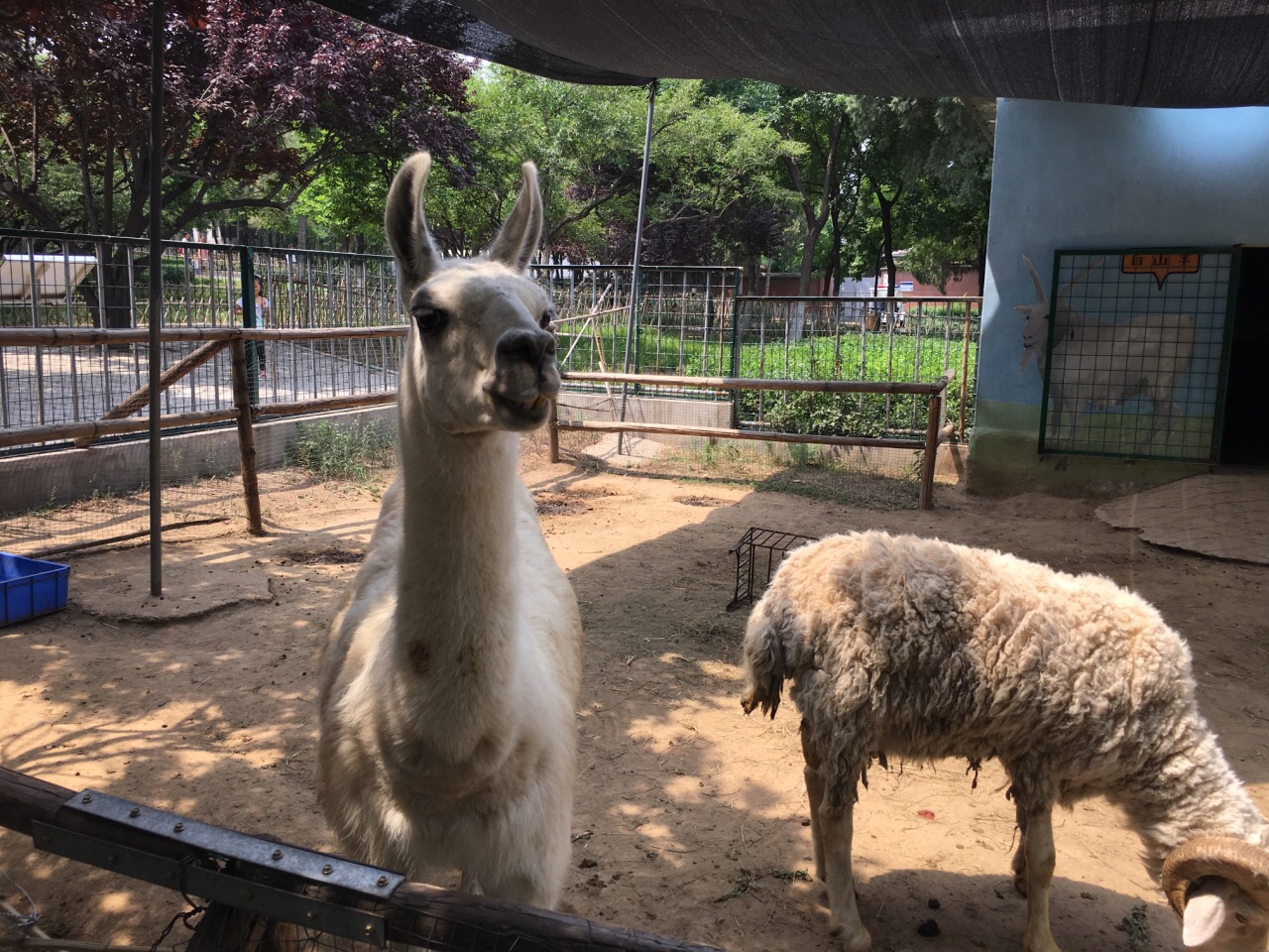 濟南動物園jinan zoo