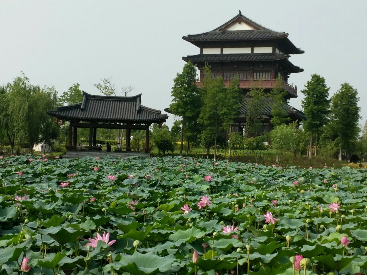 2023东台西溪天仙缘景区游玩攻略,这一段比较适合拍夜景,住宿.