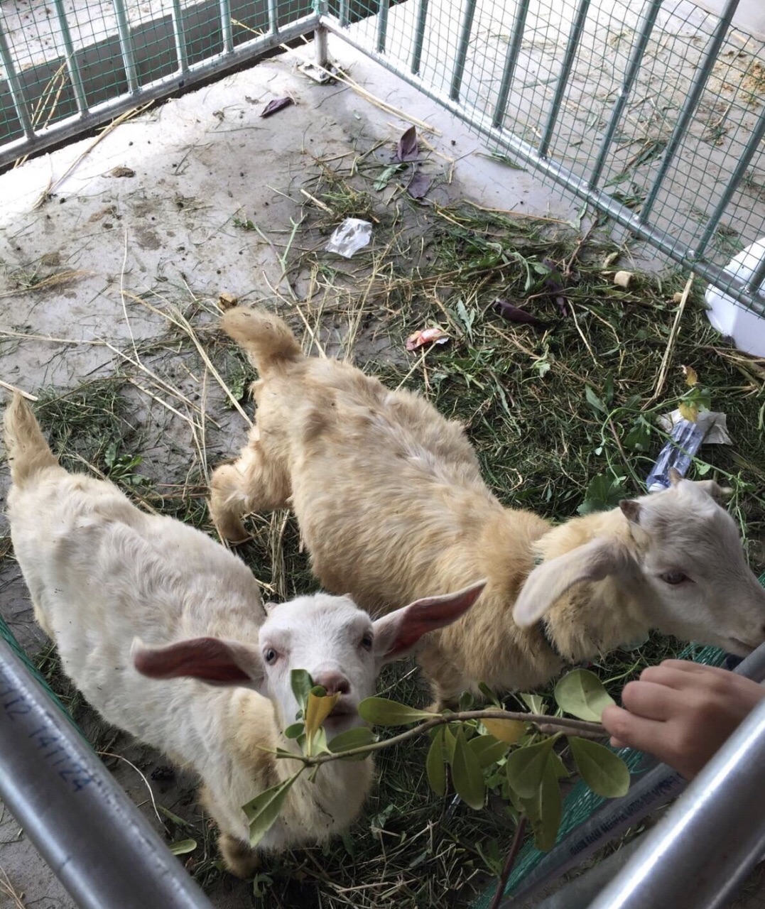 迪洋欢乐农场diyanghuanle farm