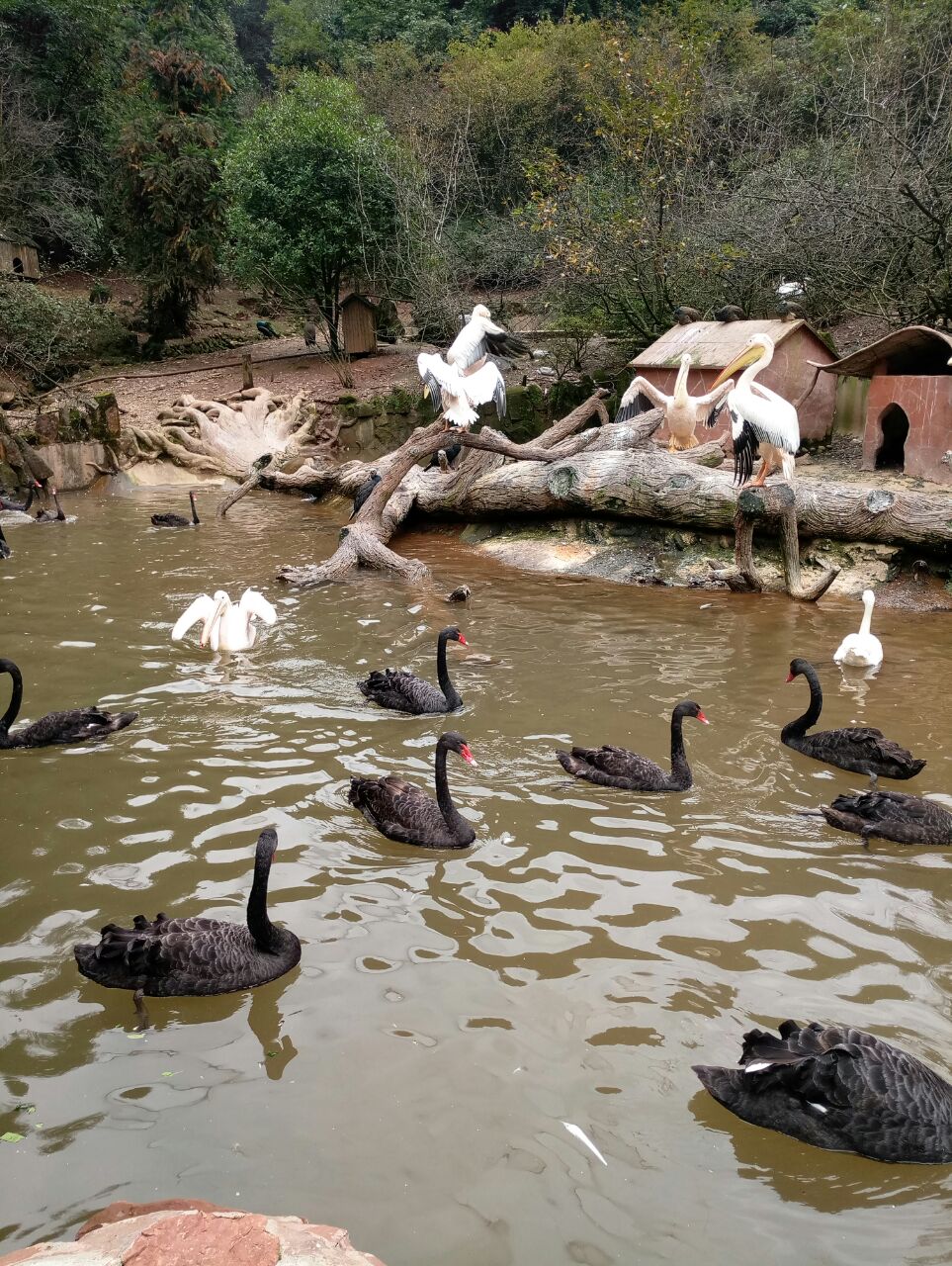 碧峰峡野生动物园