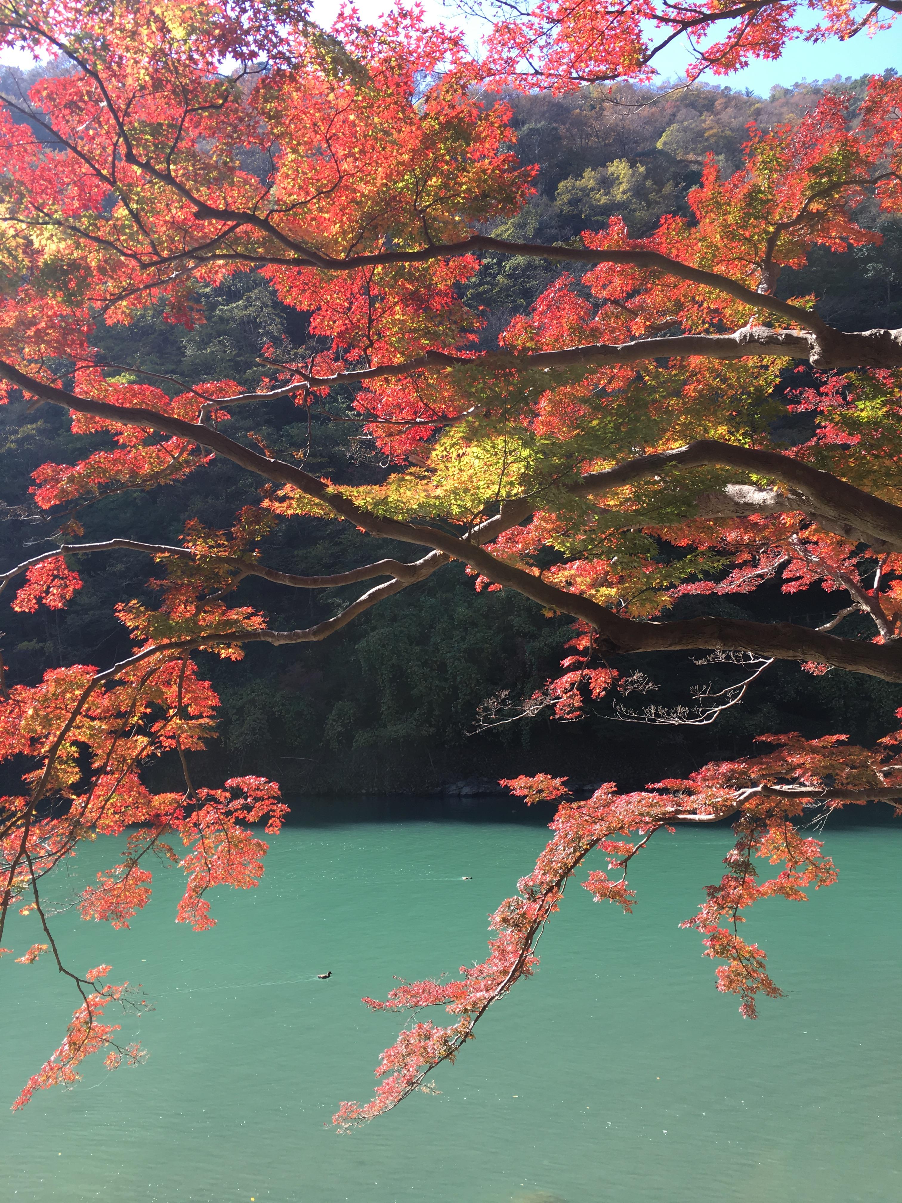 岚山是一个大景点,里面有好多小景点,因为和父母一起去还有时间关系