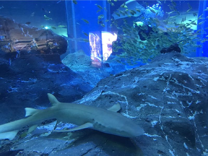 包头包头海洋世界攻略-包头海洋世界门票价格多少钱-团购票价预定优惠