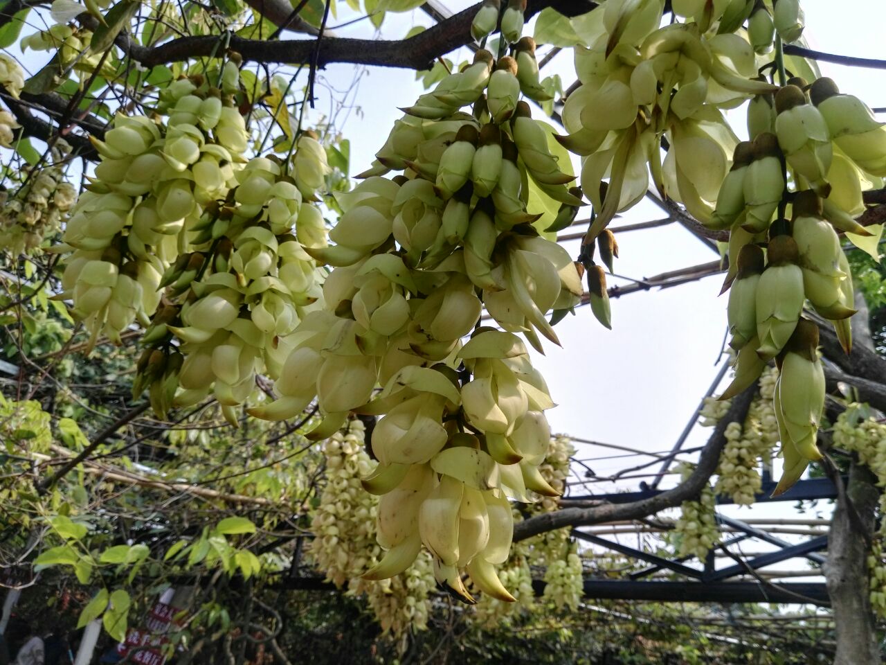 Զ(л)ȸ