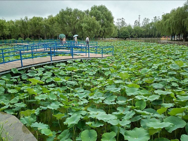 閻良公園