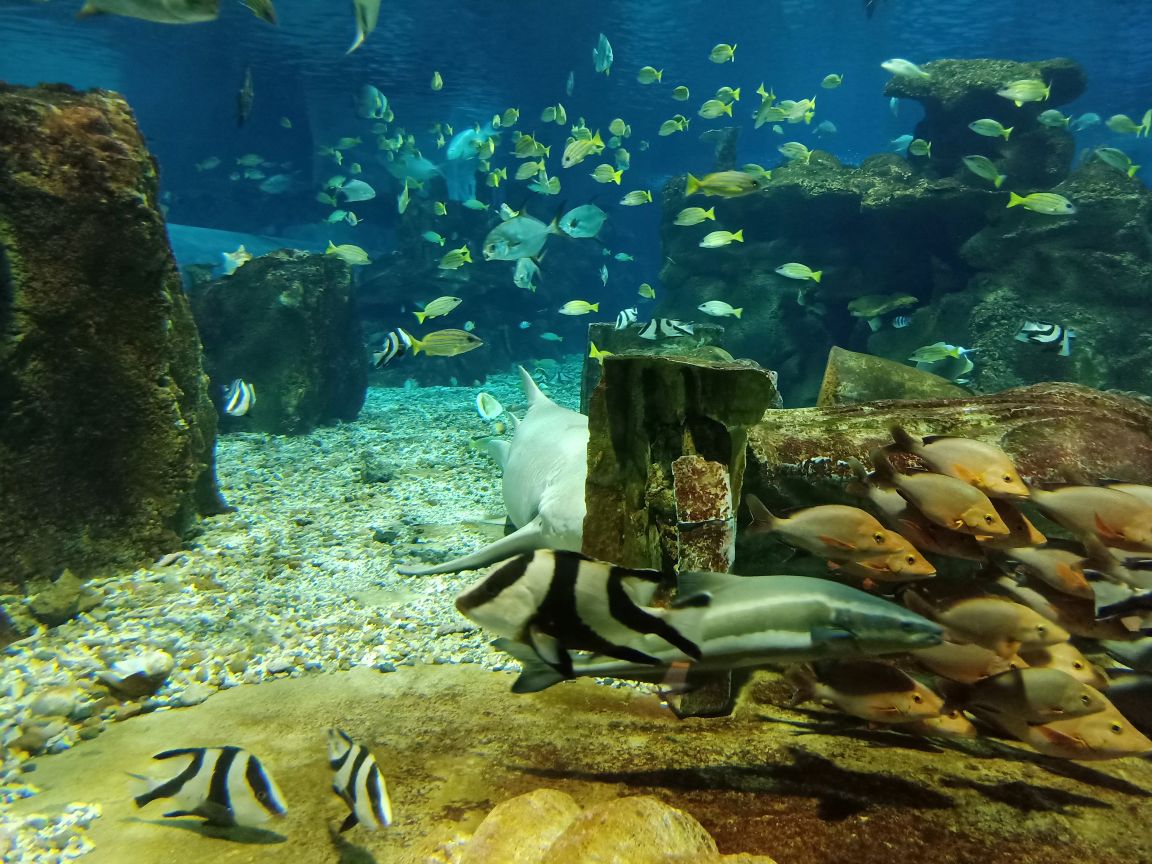 2023新澳海底世界游玩攻略,而且场景还不是特别号,本以.