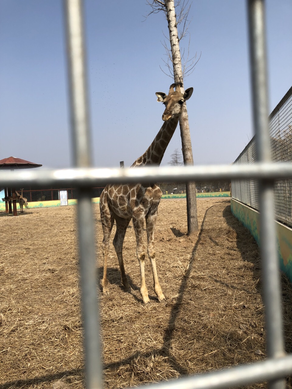 濮陽東北莊野生動物園好玩嗎,濮陽東北莊野生動物園景點怎麼樣_點評