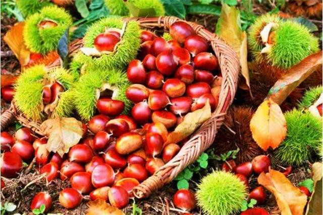 花椒适合什么季节种 100i12000000rq7ie9C39_R_1024_10000_Q90.jpg?proc=autoorient