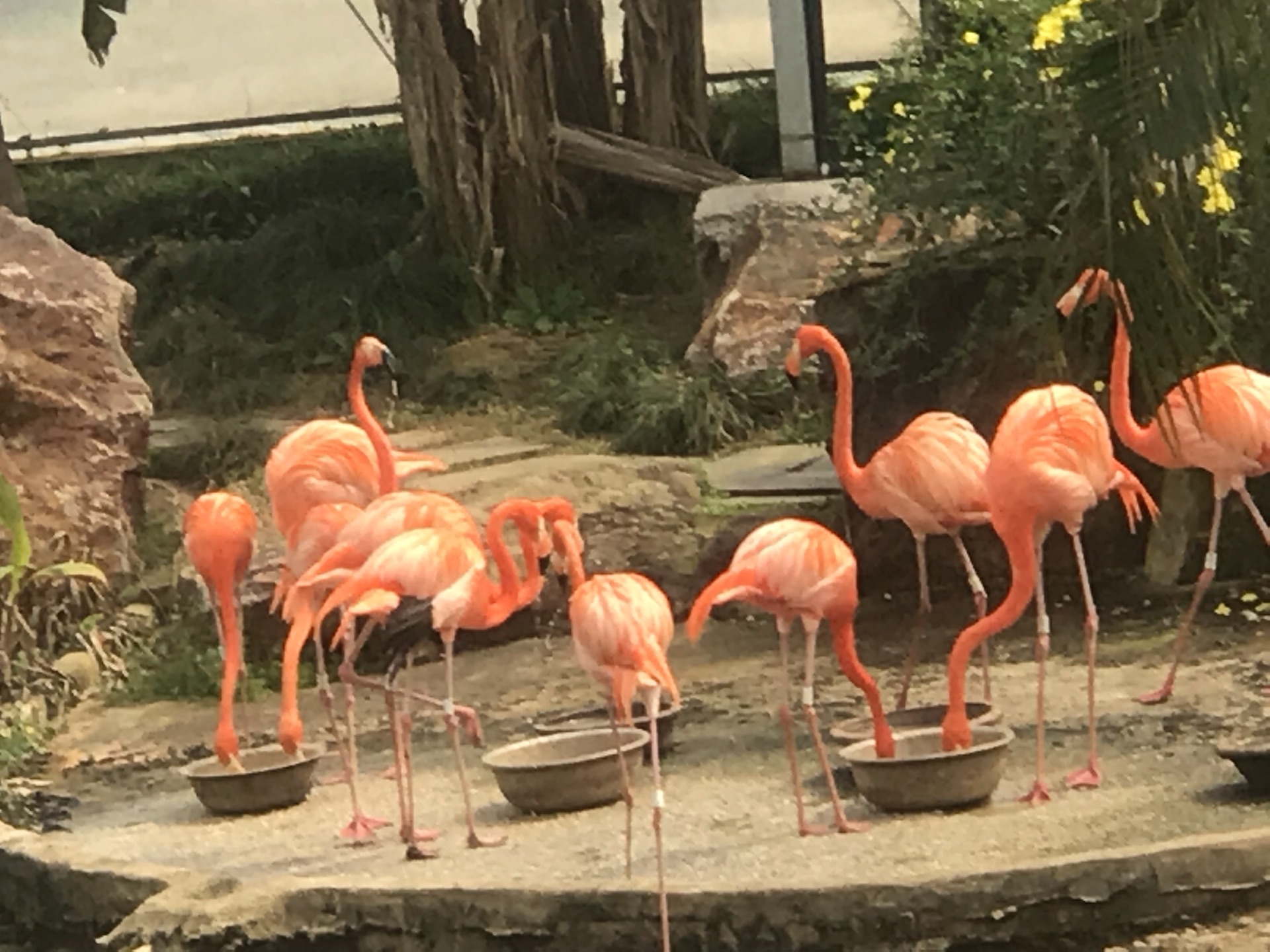 進門右手邊走不遠可以看到小動物,可以就走就看,要不馬戲團表演要另外