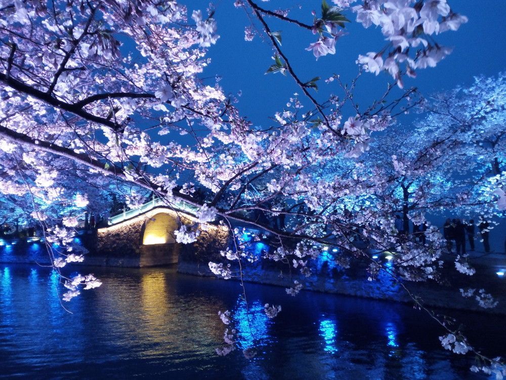 太湖樱花园