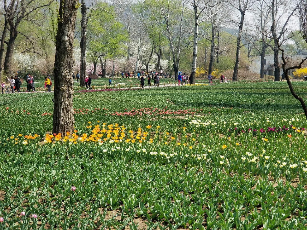 五一北京植物园图片