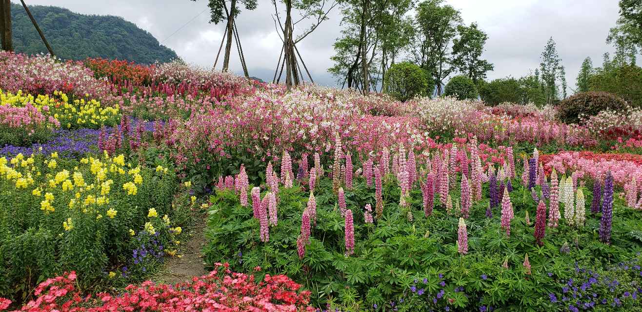 成都通濟花海好玩嗎,成都通濟花海景點怎麼樣_點評_評價【攜程攻略】