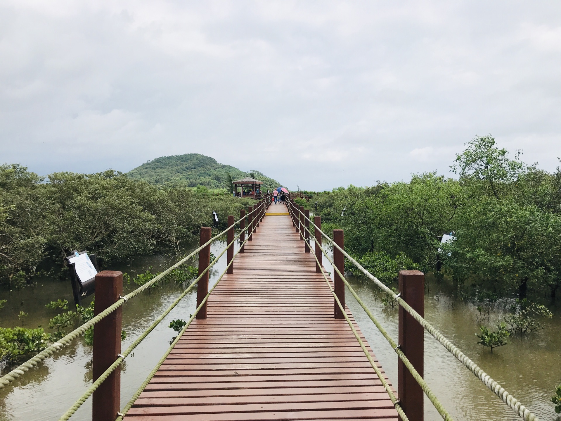 海陵岛红树林老鼠山图片