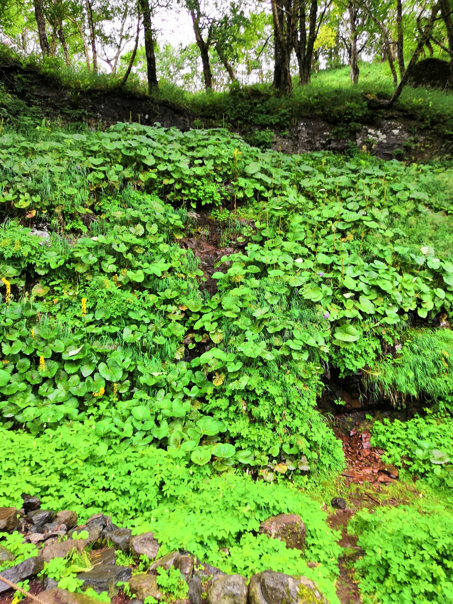 满洲里西山植物园好玩吗,满洲里西山植物园景点怎么样_点评_评价